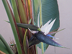 White Bird Of Paradise (Strelitzia nicolai) at Canadale Nurseries