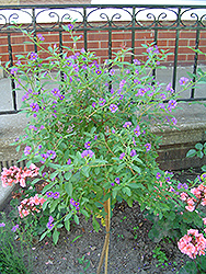 Blue Potato Bush (tree form) (Solanum rantonnetii '(tree form)') at Canadale Nurseries