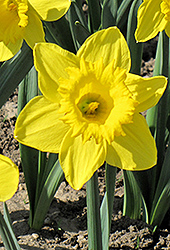 King Alfred Daffodil (Narcissus 'King Alfred') at Canadale Nurseries