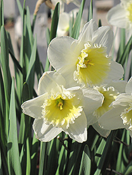 Ice Follies Daffodil (Narcissus 'Ice Follies') at Canadale Nurseries