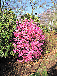 Landmark Rhododendron (Rhododendron 'Landmark') at Canadale Nurseries