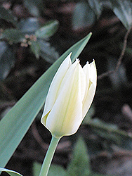 White Emperor Tulip (Tulipa 'White Emperor') at Canadale Nurseries