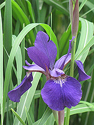 Caesar's Brother Siberian Iris (Iris sibirica 'Caesar's Brother') at Canadale Nurseries