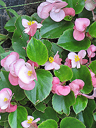 Prelude Pink Begonia (Begonia 'Prelude Pink') at Canadale Nurseries