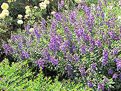 Serena Lavender Angelonia (Angelonia angustifolia 'Serena Lavender') at Canadale Nurseries
