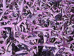 Purple Heart Spider Lily (Tradescantia pallida 'Purple Heart') at Canadale Nurseries