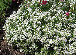 Wonderland White Alyssum (Lobularia maritima 'Wonderland White') at Canadale Nurseries