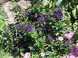 Fragrant Delight Heliotrope (Heliotropium arborescens 'Fragrant Delight') at Canadale Nurseries
