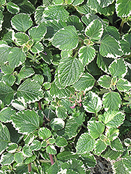 Swedish Ivy (Plectranthus forsteri 'Marginatus') at Canadale Nurseries