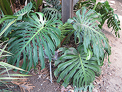Monstera Deliciosa Plant (Monstera deliciosa) at Canadale Nurseries