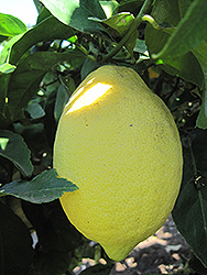 Lemon (Citrus limon) at Canadale Nurseries