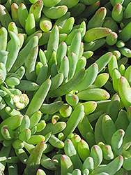 Little Pickles (Othonna capensis) at Canadale Nurseries