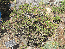 Hobbit Jade Plant (Crassula ovata 'Hobbit') at Canadale Nurseries