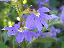 Whirlwind Blue Fan Flower (Scaevola aemula 'Whirlwind Blue') at Canadale Nurseries