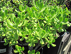 Jade Plant (Crassula argentea) at Canadale Nurseries