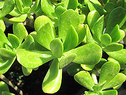 Jade Plant (Crassula argentea) at Canadale Nurseries