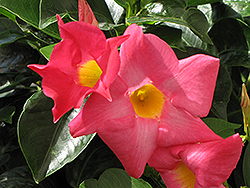 Rio Pink Mandevilla (Mandevilla 'Rio Pink') at Canadale Nurseries