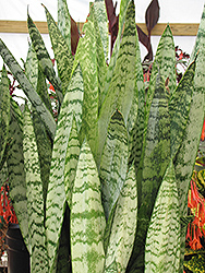 Ceylon Bowstring Hemp (Sansevieria zeylanica) at Canadale Nurseries