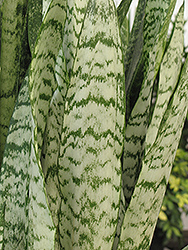 Ceylon Bowstring Hemp (Sansevieria zeylanica) at Canadale Nurseries