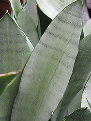 Moonshine Silver Snake Plant (Sansevieria trifasciata 'Moonshine') at Canadale Nurseries