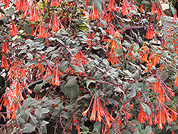 Gartenmeister Fuchsia (Fuchsia 'Gartenmeister Bonstedt') at Canadale Nurseries