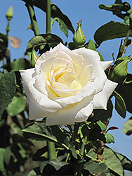 Honor Rose (Rosa 'Honor') at Canadale Nurseries