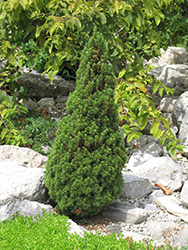 Jean's Dilly Spruce (Picea glauca 'Jean's Dilly') at Canadale Nurseries