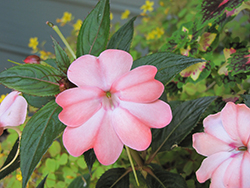 SunPatiens Compact Blush Pink New Guinea Impatiens (Impatiens 'SakimP013') at Canadale Nurseries