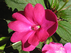 Infinity Dark Pink New Guinea Impatiens (Impatiens hawkeri 'Infinity Dark Pink') at Canadale Nurseries