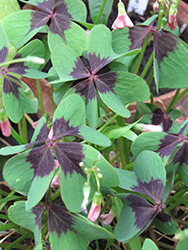 Iron Cross Good Luck Plant (Oxalis tetraphylla 'Iron Cross') at Canadale Nurseries