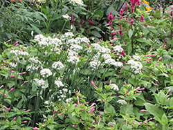 Garlic Chives (Allium tuberosum) at Canadale Nurseries