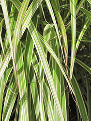 Morning Light Maiden Grass (Miscanthus sinensis 'Morning Light') at Canadale Nurseries