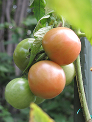 Better Boy Tomato (Solanum lycopersicum 'Better Boy') at Canadale Nurseries