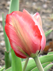 Menton Tulip (Tulipa 'Menton') at Canadale Nurseries