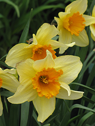 Fortune Daffodil (Narcissus 'Fortune') at Canadale Nurseries