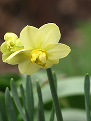 Yellow Cheerfulness Daffodil (Narcissus x poetaz 'Yellow Cheerfulness') at Canadale Nurseries