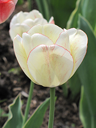 Shirley Tulip (Tulipa 'Shirley') at Canadale Nurseries