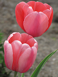 Pink Impression Tulip (Tulipa 'Pink Impression') at Canadale Nurseries