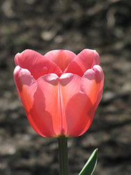Apeldoorn Tulip (Tulipa 'Apeldoorn') at Canadale Nurseries