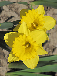 Dutch Master Daffodil (Narcissus 'Dutch Master') at Canadale Nurseries