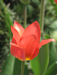 Red Emperor Tulip (Tulipa fosteriana 'Red Emperor') at Canadale Nurseries