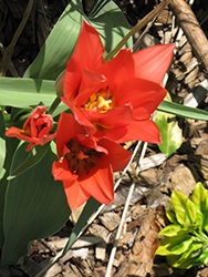 Toronto Tulip (Tulipa 'Toronto') at Canadale Nurseries