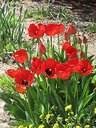 Red Apeldoorn Tulip (Tulipa 'Red Apeldoorn') at Canadale Nurseries