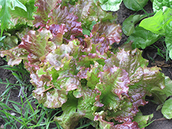 Red Salad Bowl Lettuce (Lactuca sativa var. crispa 'Red Salad Bowl') at Canadale Nurseries