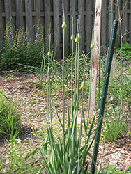 Garlic (Allium sativum) at Canadale Nurseries
