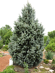 Iseli Fastigiate Spruce (Picea pungens 'Iseli Fastigiata') at Canadale Nurseries