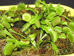Venus Flytrap (Dionaea muscipula) at Canadale Nurseries