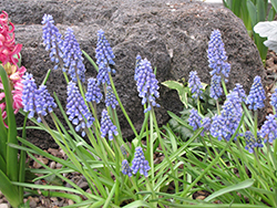 Blue Spike Grape Hyacinth (Muscari armeniacum 'Blue Spike') at Canadale Nurseries