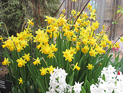 Tete a Tete Daffodil (Narcissus 'Tete a Tete') at Canadale Nurseries