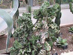 Crested Elkhorn (Euphorbia lactea 'Cristata') at Canadale Nurseries